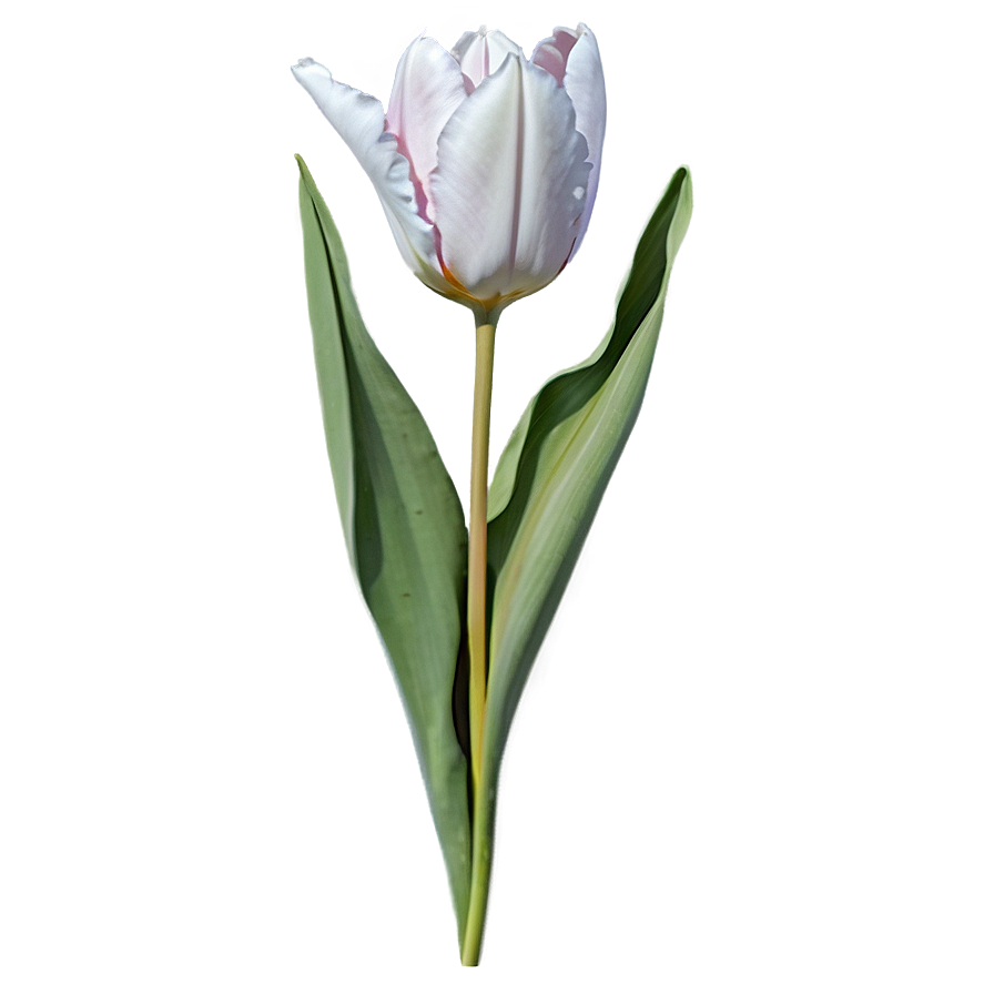 Tulip Leaf Png 05212024