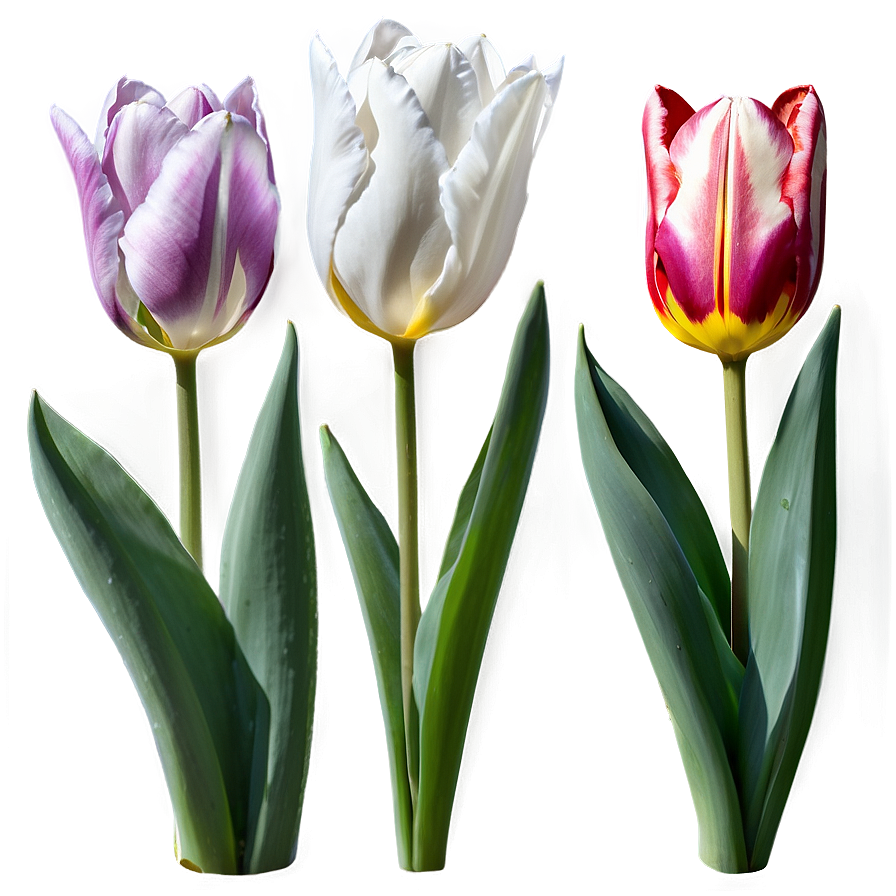 Tulip Magic Png Ujj