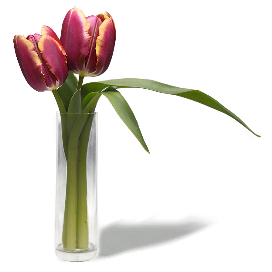 Tulip Vase Png 05212024