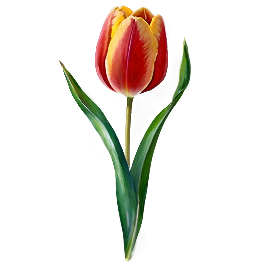 Tulip Watercolor Png 05212024