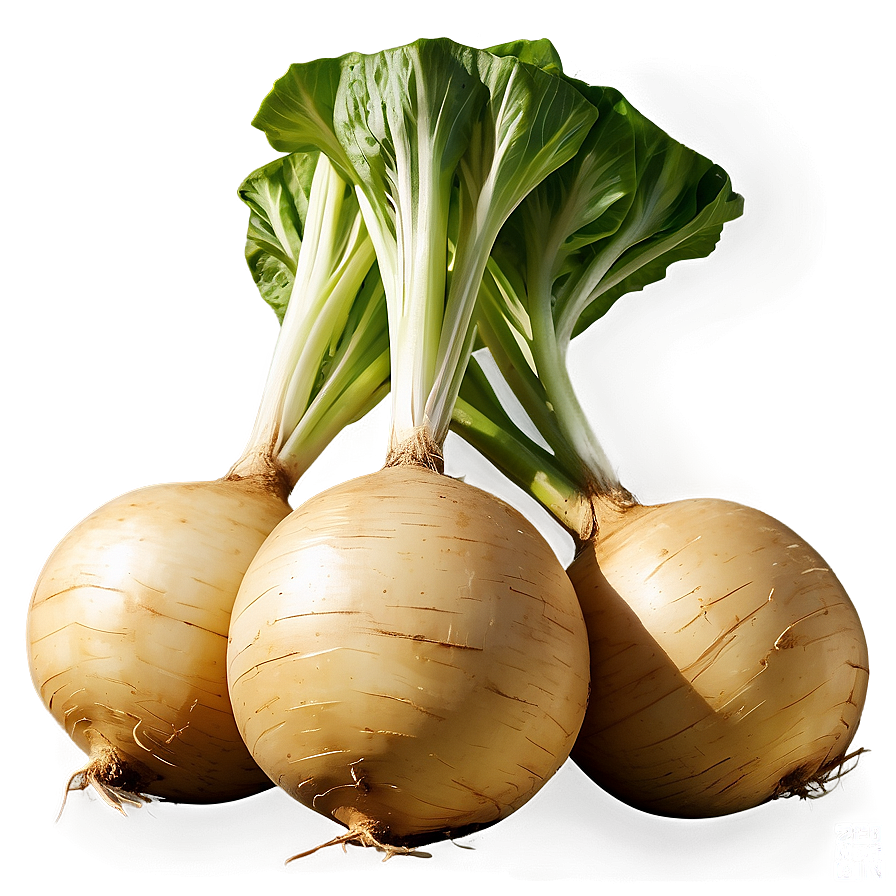 Turnip Clipart Png 06252024