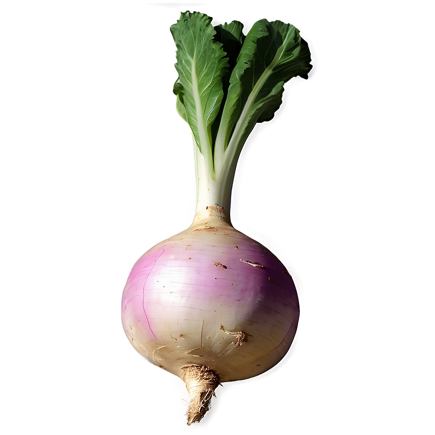 Turnip Graphic Png Jbc