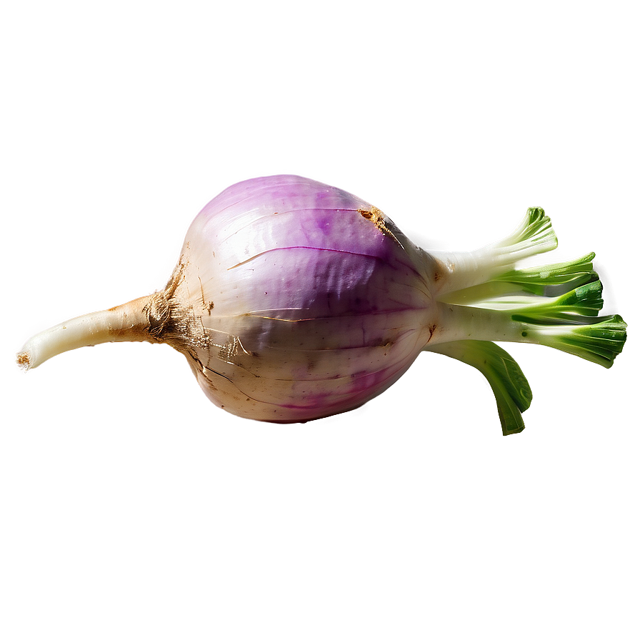 Turnip Illustration Png 06252024