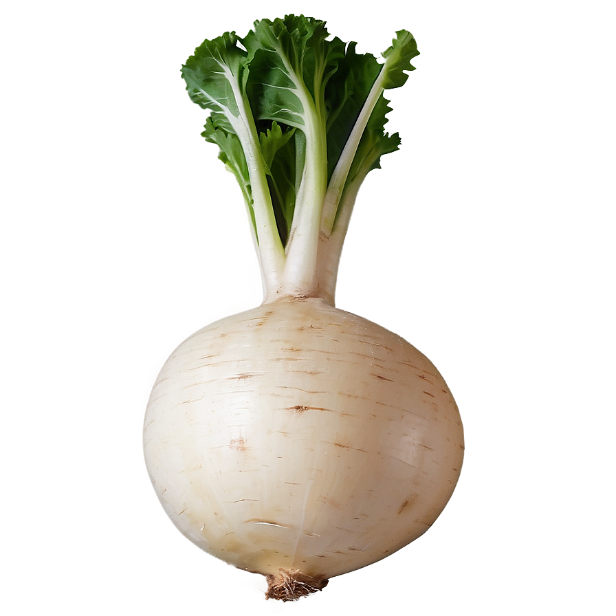 Turnip Recipe Ingredient Png 62