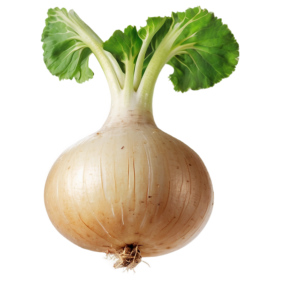 Turnip Seed Png 06252024