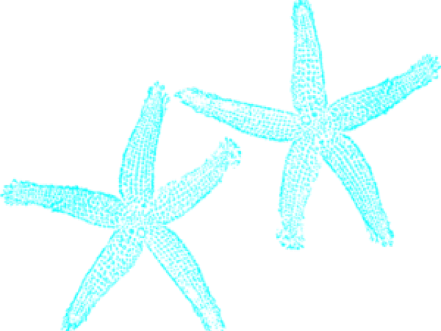 Turquoise Clipart Starfish - Teal Starfish, HD Png Download PNG with transparent background
