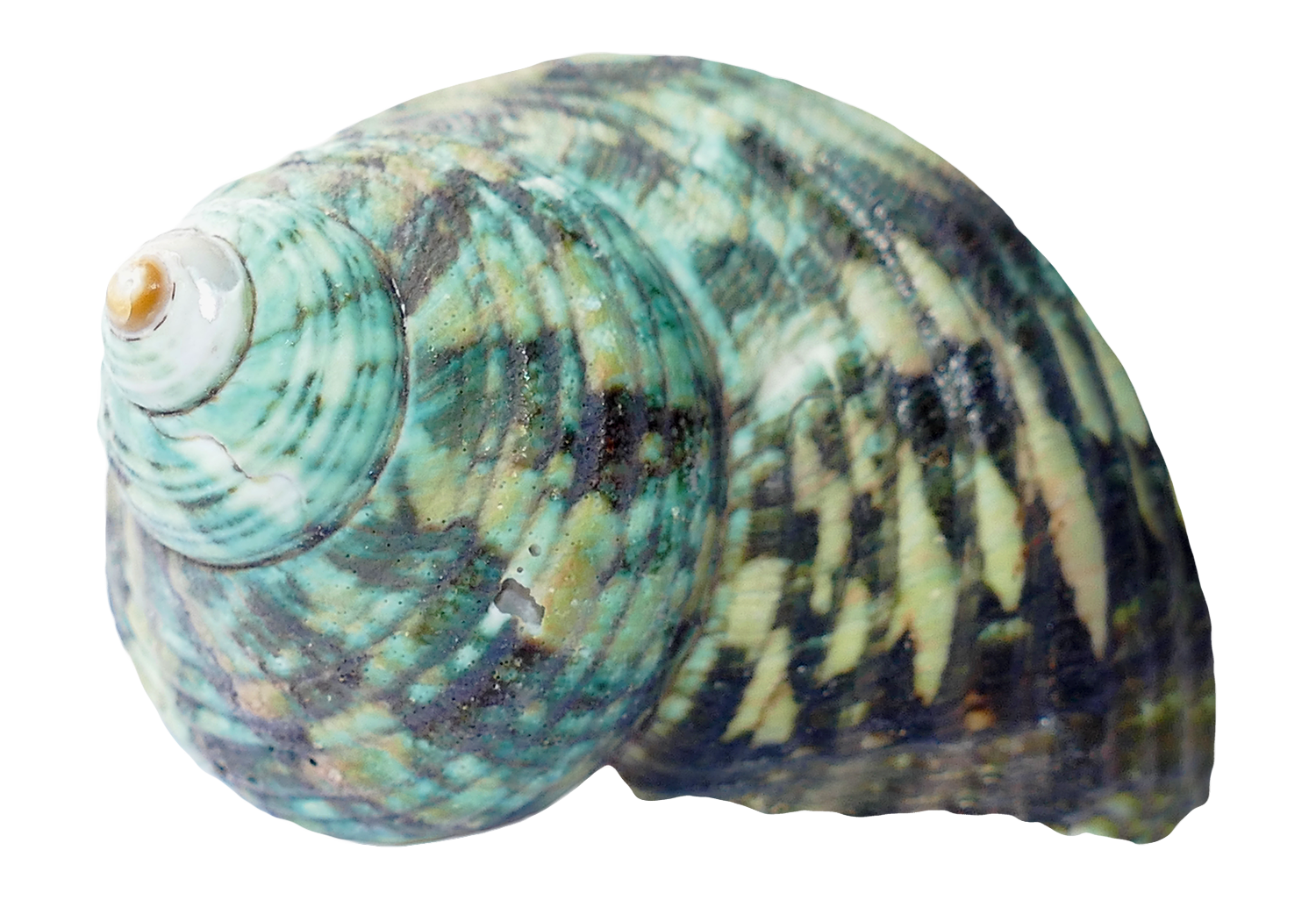 Turquoise Patterned Seashell PNG with transparent background