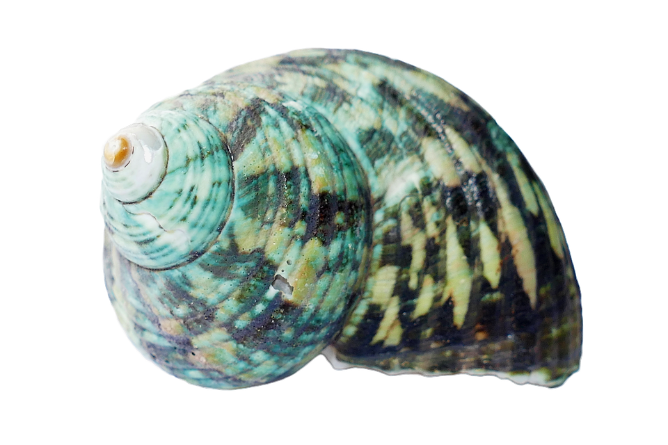 Turquoise Seashell Isolated Background PNG with transparent background