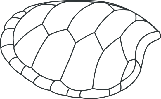 Turtle Shell Outline Graphic PNG with transparent background