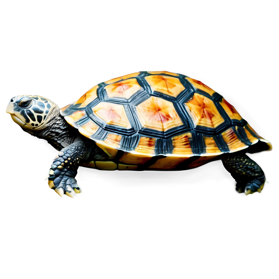 Turtle With Floral Shell Png Sdj