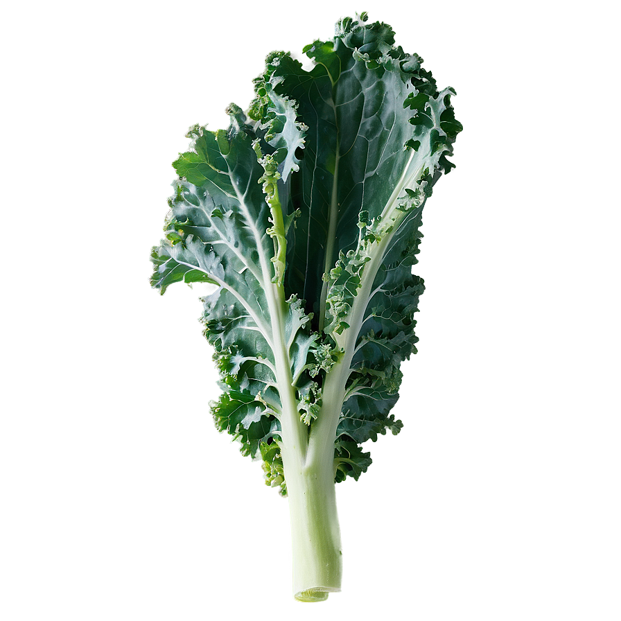 Tuscan Kale Png Jkc