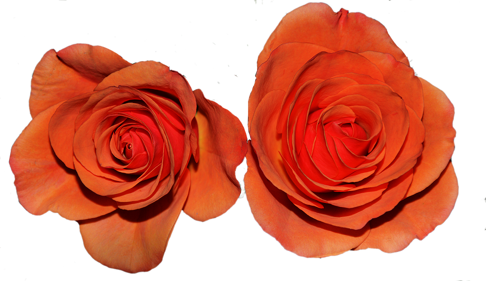 Twin Orange Roses