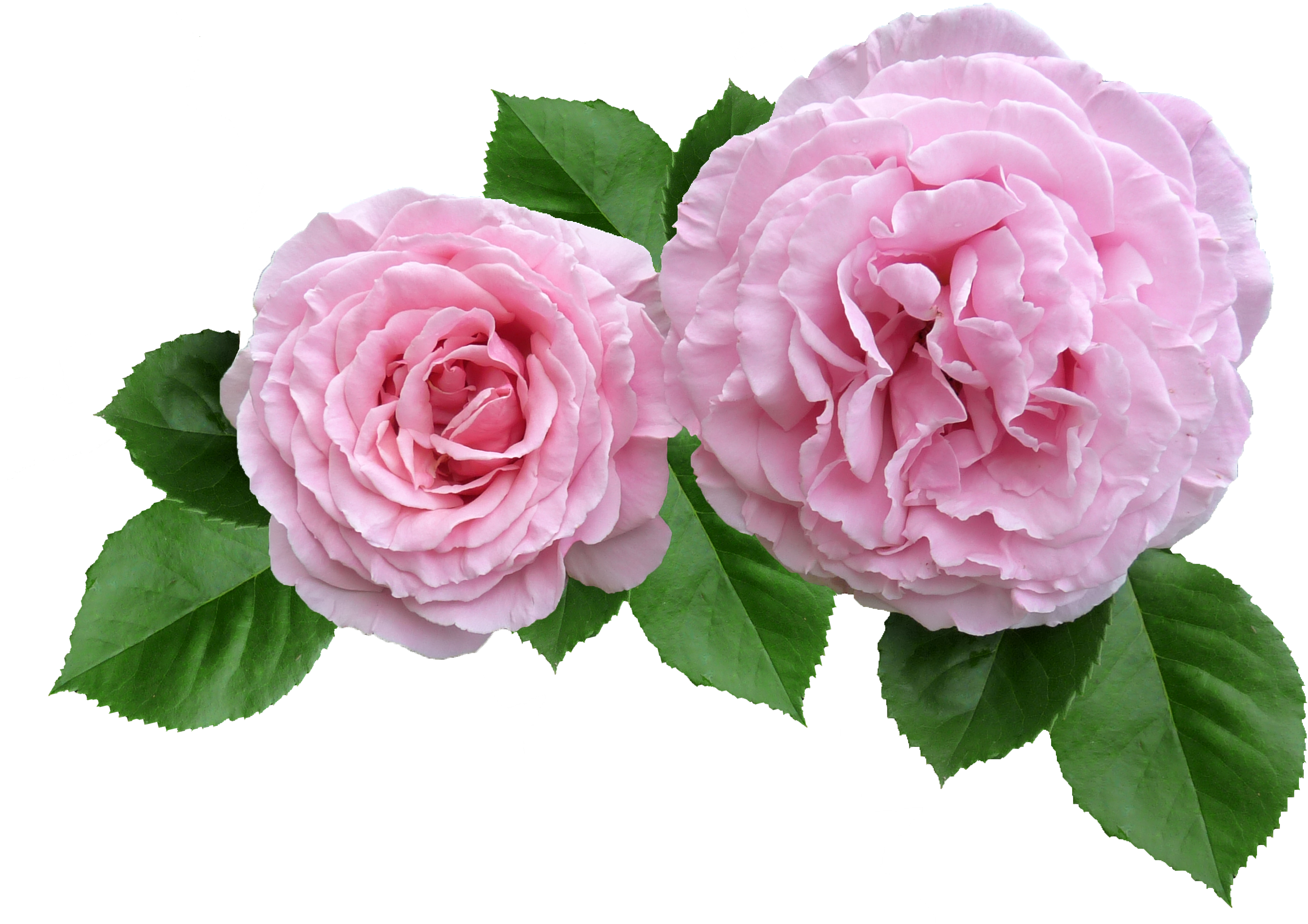 Rose, Pink, Ruffled Petals Cut Out - Rose Cut Out Transparent, HD Png Download PNG with transparent background