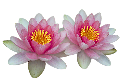 Twin Pink Water Lilies PNG with transparent background