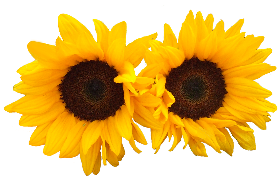 Twin Sunflowerson Blue Background PNG with transparent background