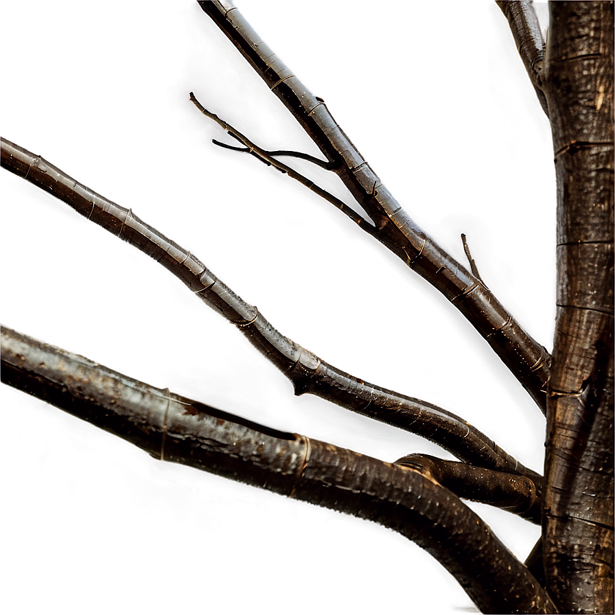 Twisted Branches Png 9