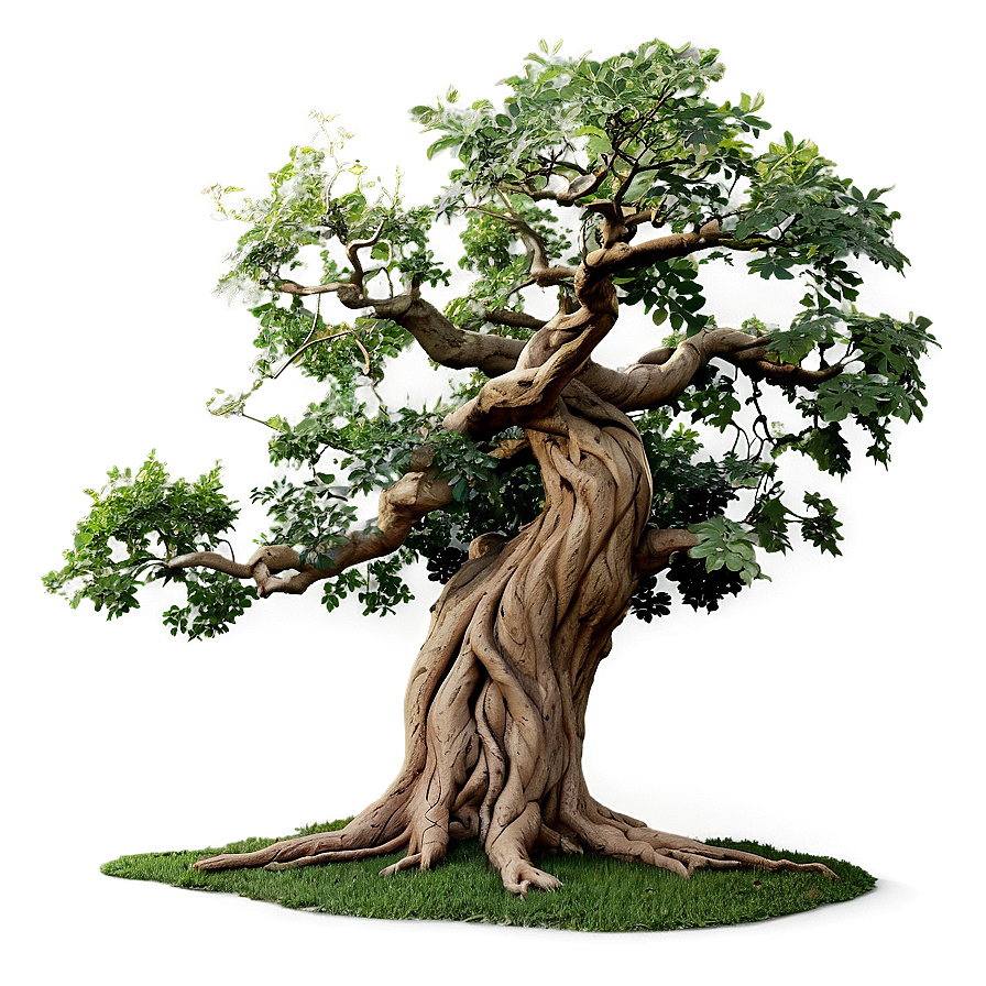 Twisted Oak Tree PNG 52 PNG with transparent background