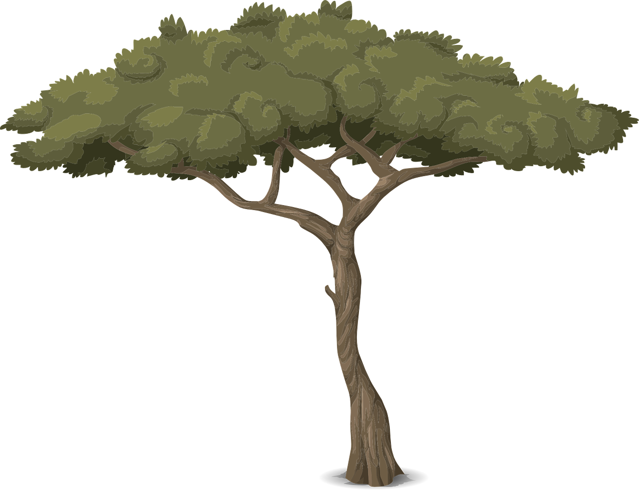 Baum Mit Hohem Stamm, HD Png Download PNG with transparent background
