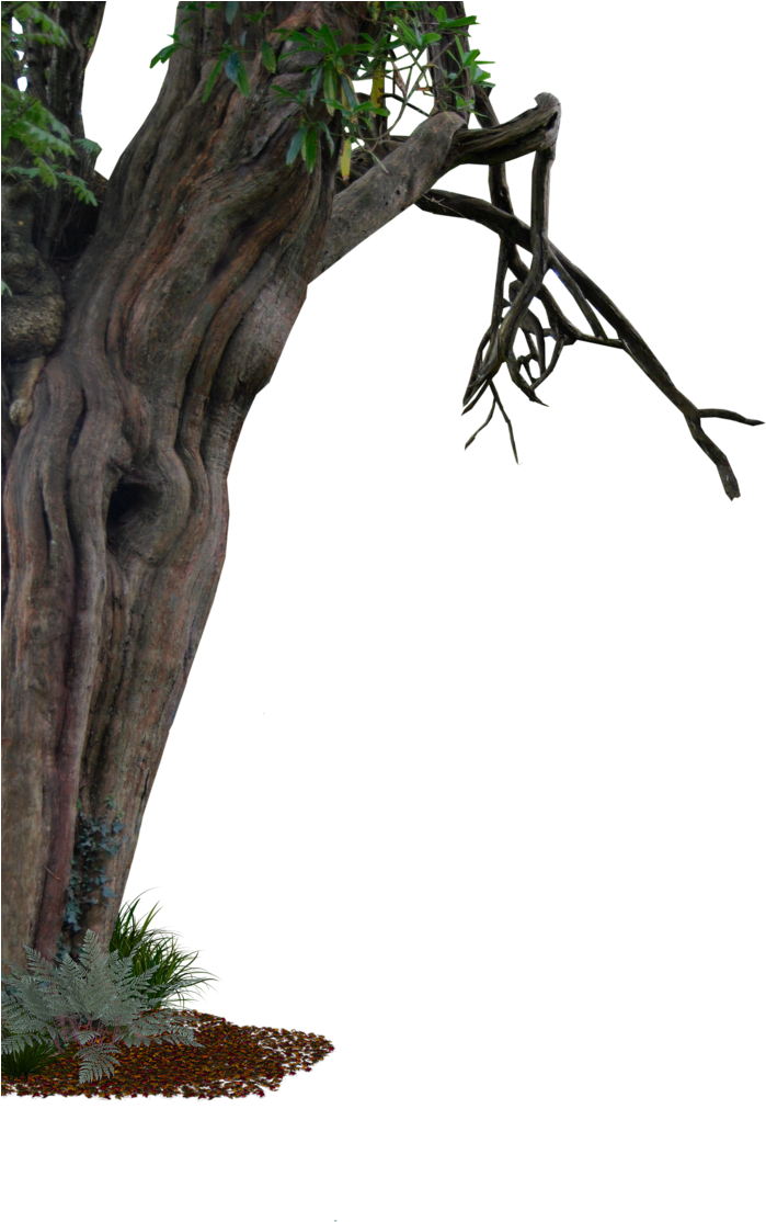 Tree Transparent Branch Trunk Free Frame Clipart - Old Trees Png, Png Download PNG with transparent background