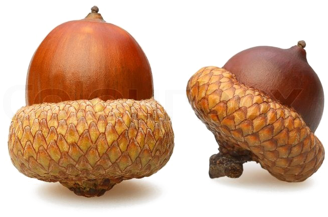 Two Acorns Isolatedon White