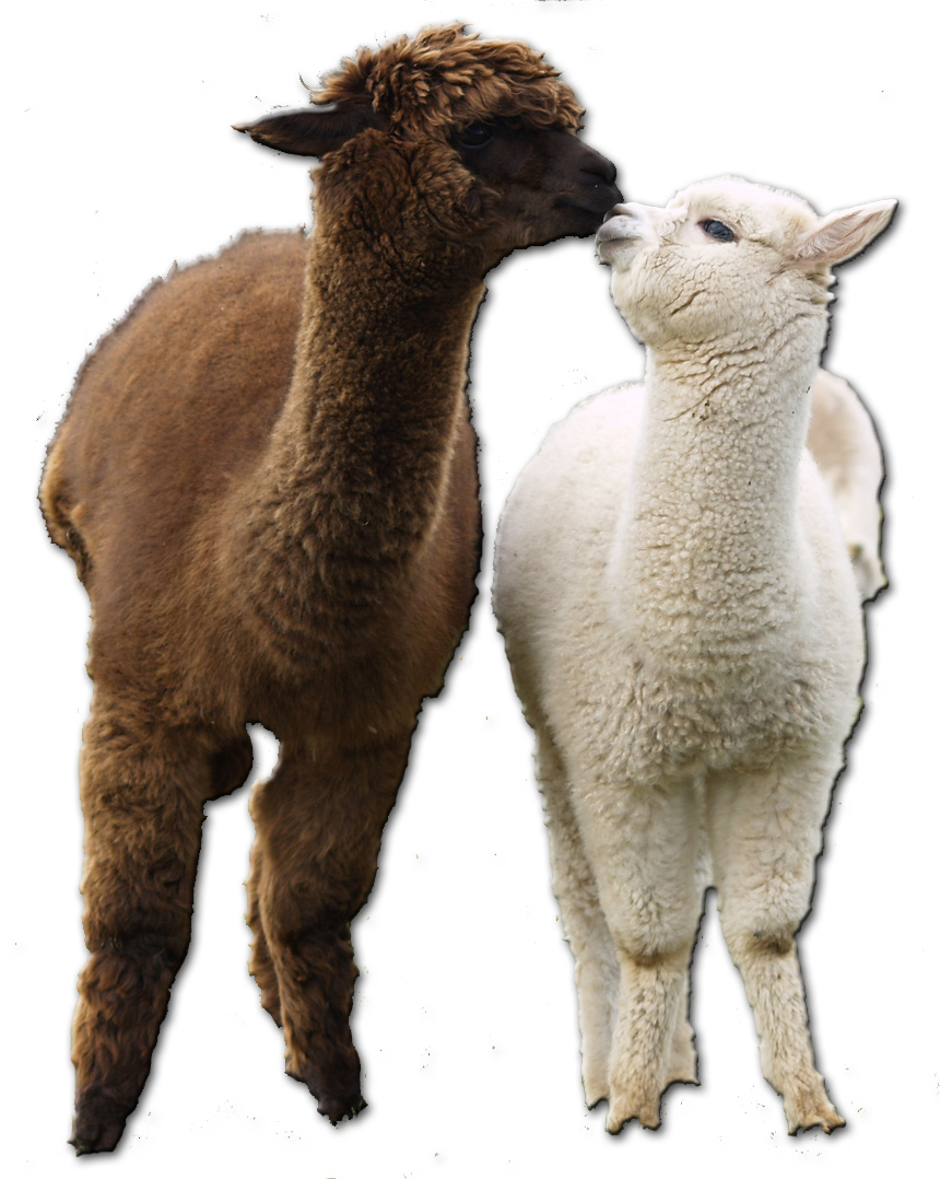 Two Alpacas Affectionate Moment.png PNG image with a transparent background, free high-resolution download
