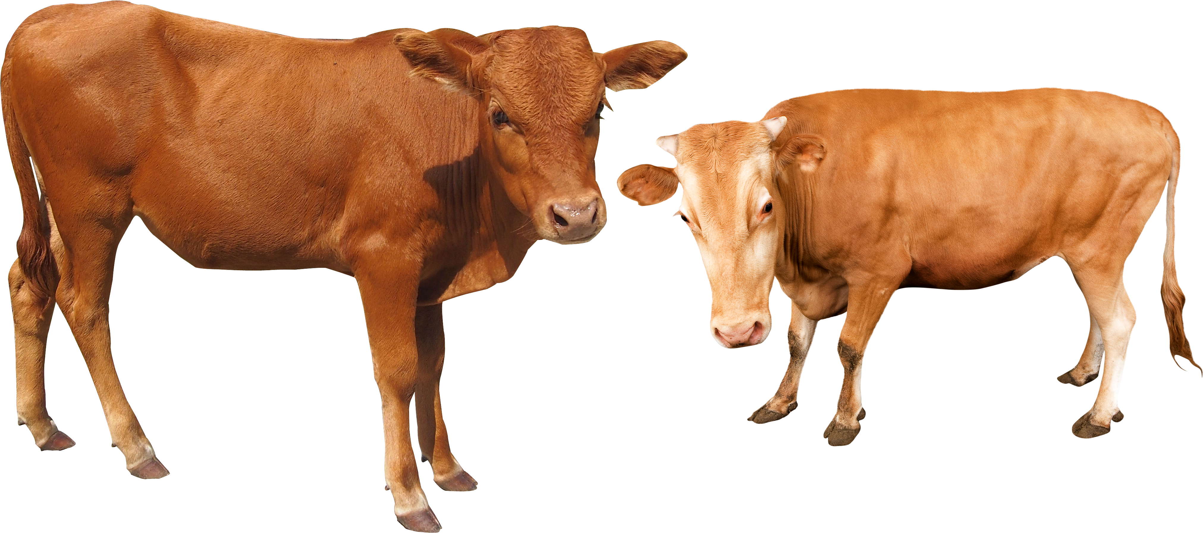 Two Brown Cows Transparent Background