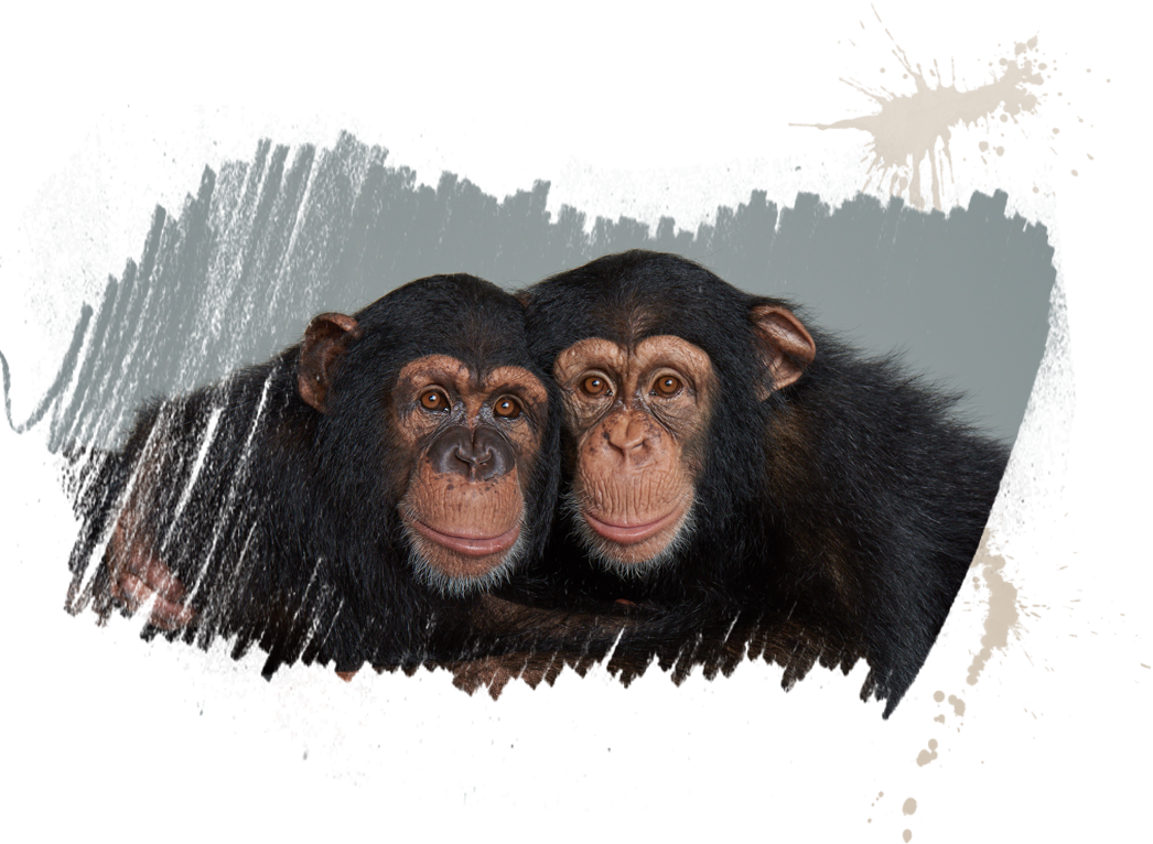 Two Chimpanzees Side By Side