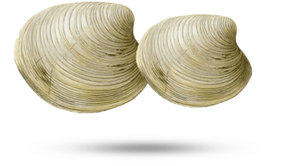 Clam - Wire, HD Png Download PNG with transparent background
