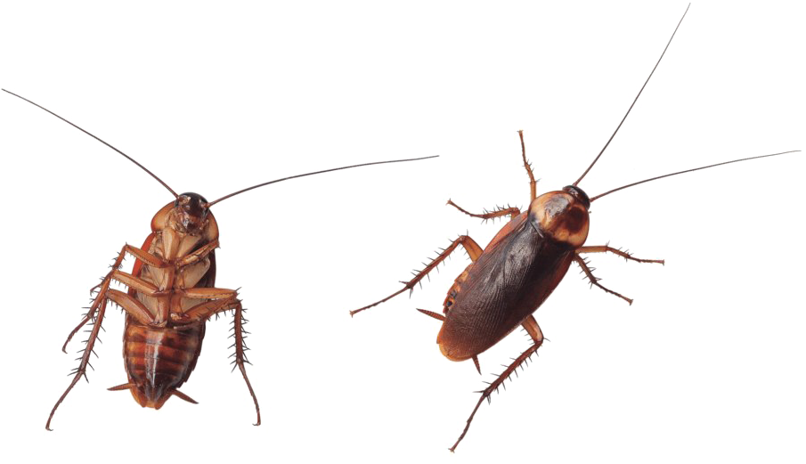 Two Cockroaches Transparent Background