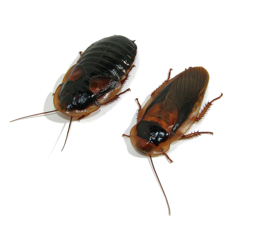 Two Cockroaches Transparent Background