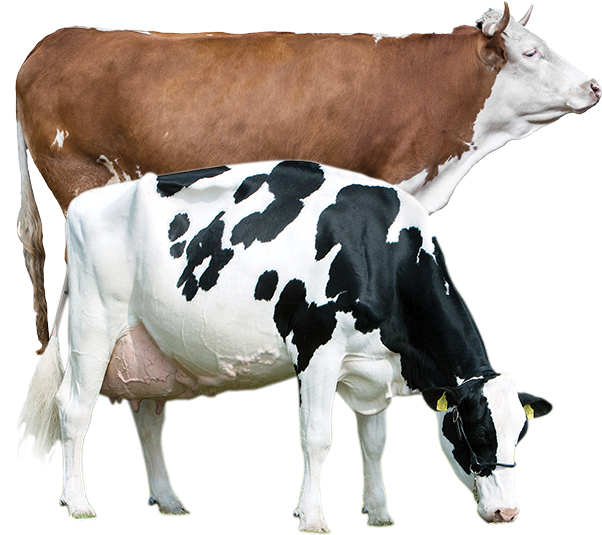 Two Dairy Cows Different Breeds