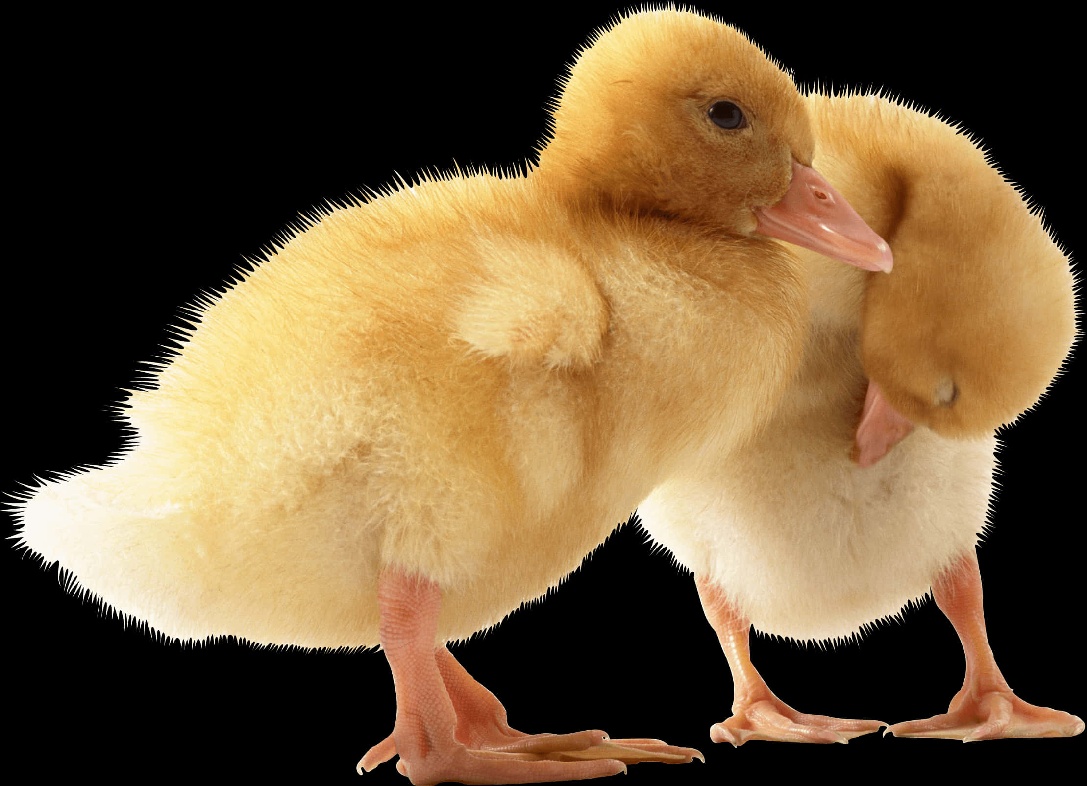 Two Ducklings Black Background PNG with transparent background