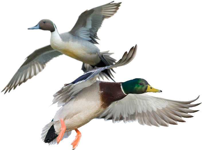 Two Ducks In Flight