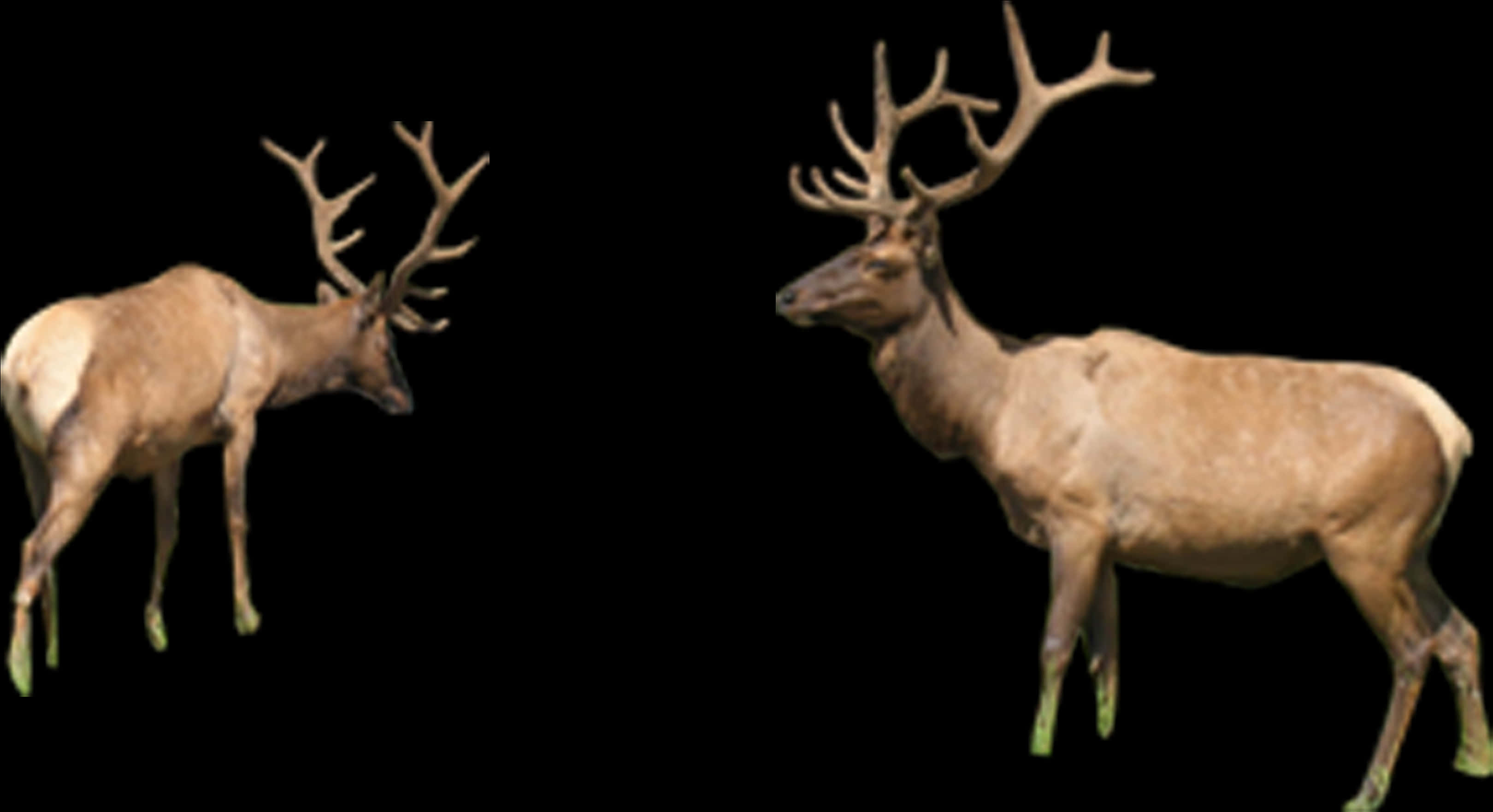 Two Elk Standing Against Black Background