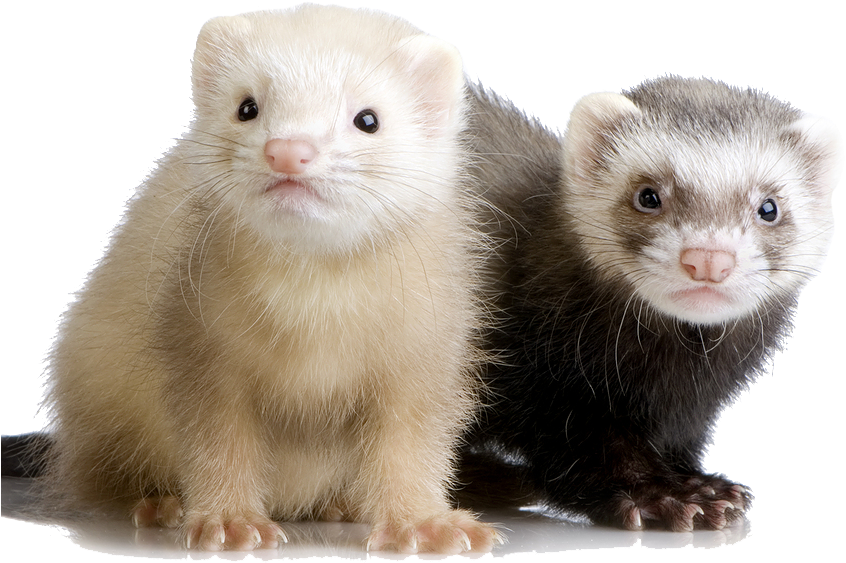 Two Ferrets Sideby Side