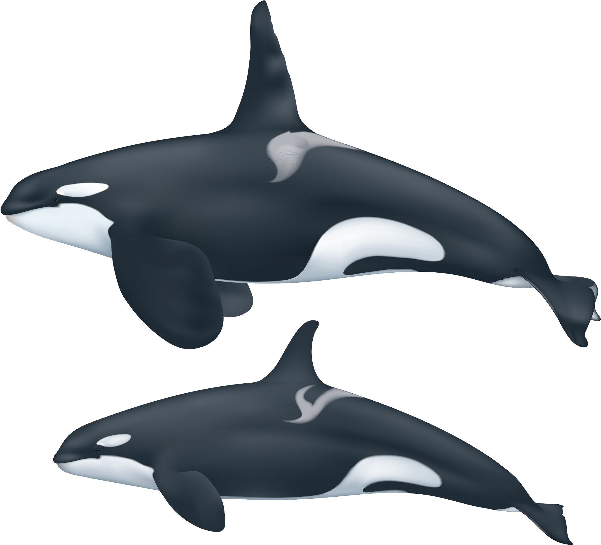 Transparent Orca Whale Png - Killer Whale Png, Png Download PNG with transparent background