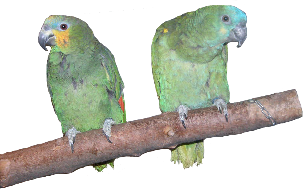 Download All Parrots Png Images And Transparent's To - Amazon Parrots PNG with transparent background