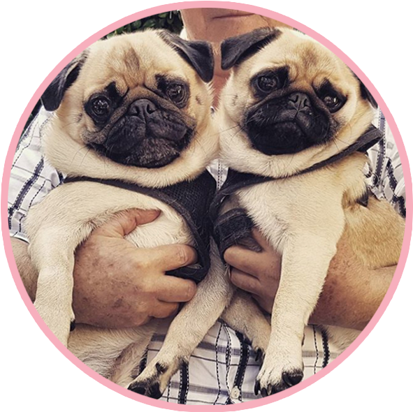 Pikeletthepug 4 - Pug, HD Png Download PNG with transparent background