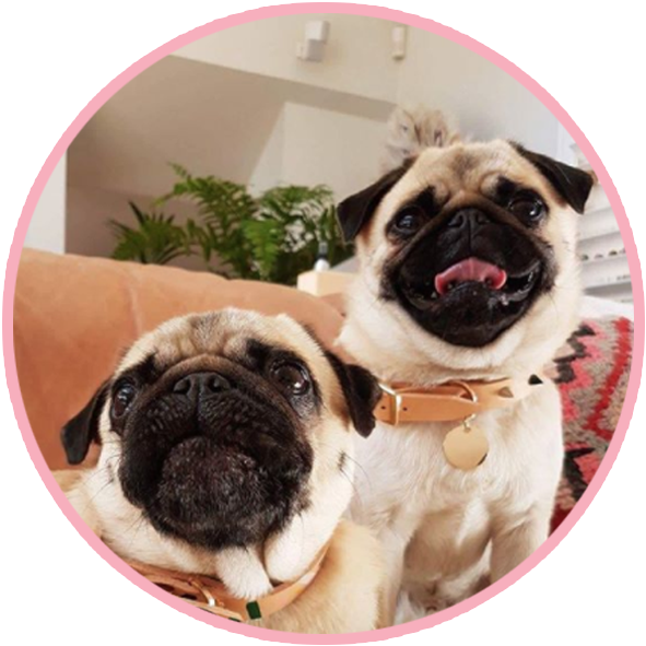 Two Pugs Cute Portrait