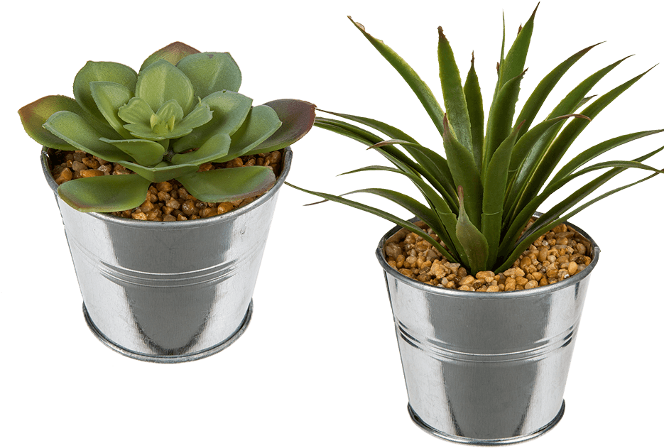 Succulent In Metal Pot, HD Png Download PNG with transparent background