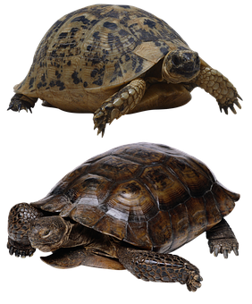 Two Turtles Black Background PNG with transparent background