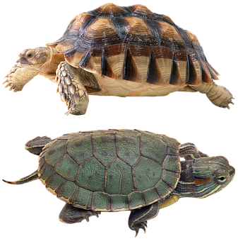 Two Turtles Comparison PNG with transparent background