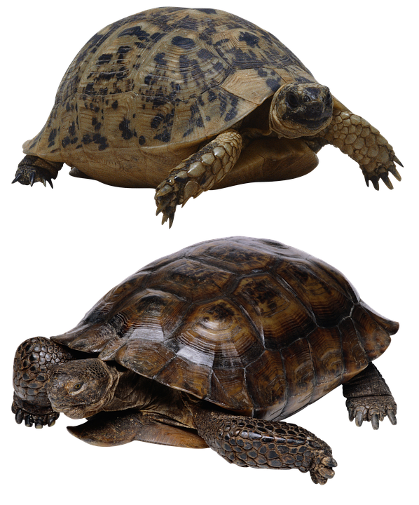 Two Turtles Transparent Background