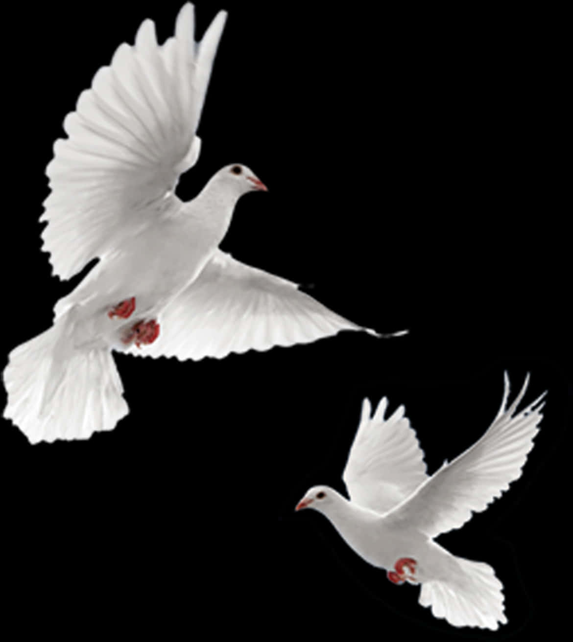 Two White Dovesin Flight PNG with transparent background