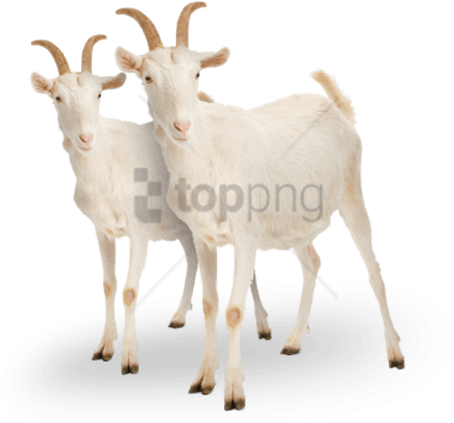 Two White Goats Standing