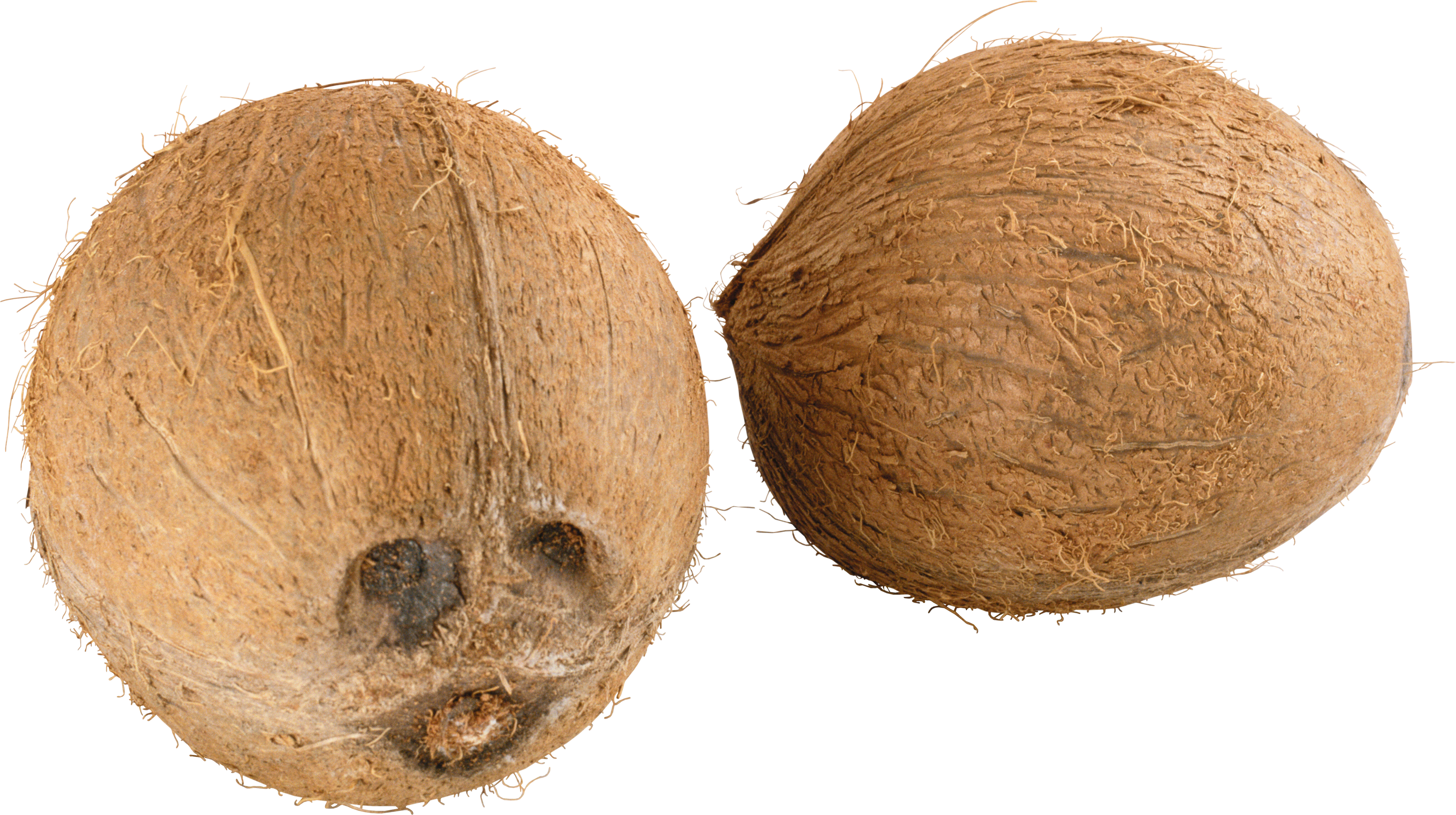 Two Whole Coconuts Transparent Background