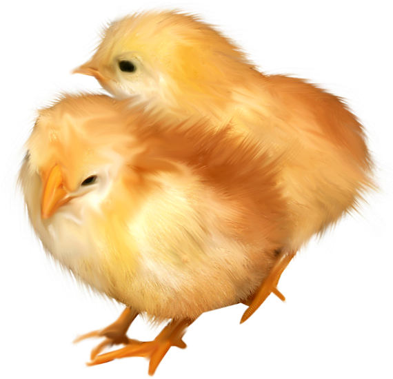 Poussins Png - Chicken, Transparent Png PNG image with a transparent background, free high-resolution download