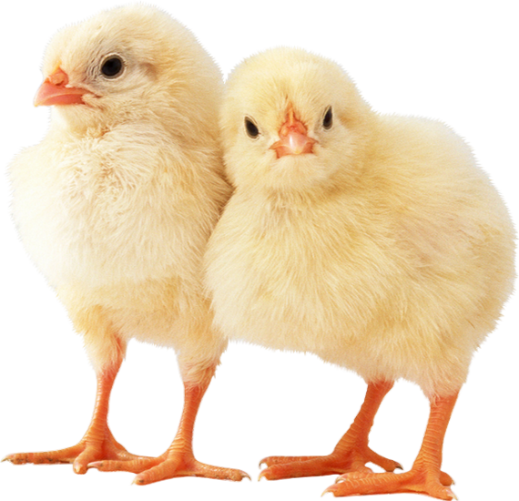 Poussins Png - Chicken Animal, Transparent Png PNG image with a transparent background, free high-resolution download