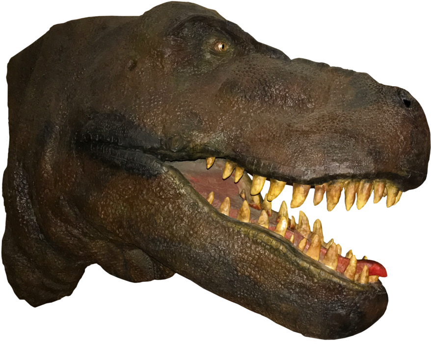 Tyrannosaurus Rex Head Model