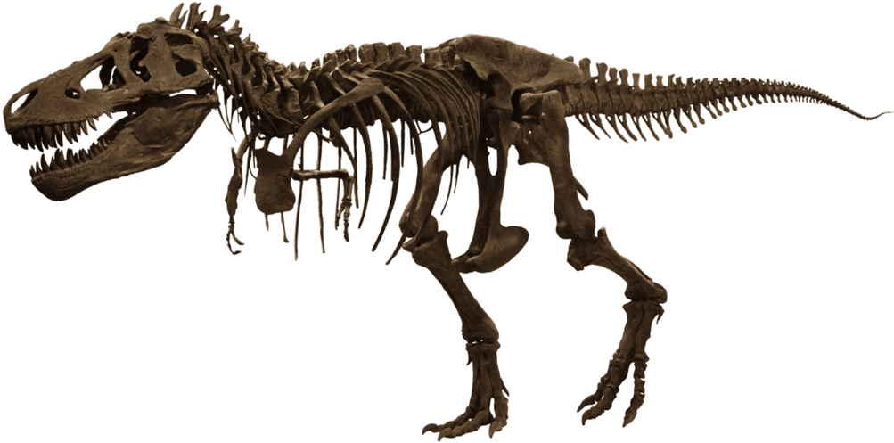 T-rex Skelet - American Museum Of Natural History, HD Png Download PNG with transparent background